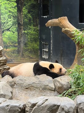 恩賜上野動物園に投稿された画像（2025/11/28）