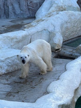 恩賜上野動物園に投稿された画像（2025/11/28）