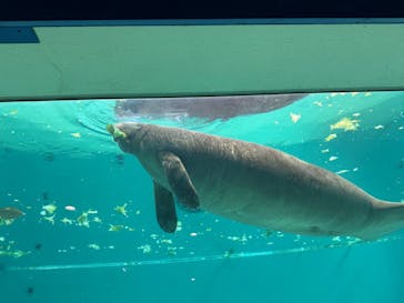 沖縄美ら海水族館に投稿された画像（2025/11/29）