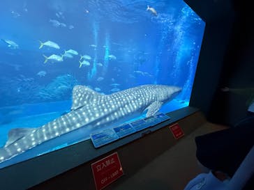 沖縄美ら海水族館に投稿された画像（2025/11/29）
