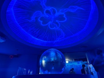 新江ノ島水族館に投稿された画像（2025/11/29）