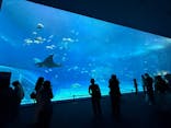 沖縄美ら海水族館に投稿された画像（2025/11/29）