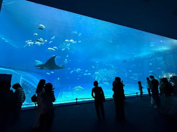 沖縄美ら海水族館に投稿された画像（2025/11/29）