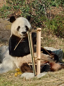 恩賜上野動物園に投稿された画像（2025/11/29）