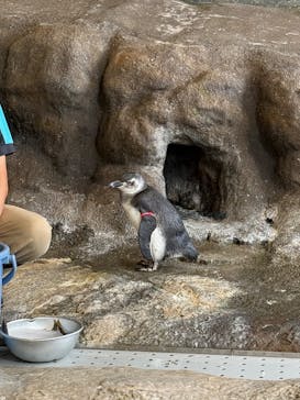 しながわ水族館に投稿された画像（2025/11/29）