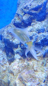 竹島水族館に投稿された画像（2025/11/29）