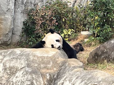 恩賜上野動物園に投稿された画像（2025/11/29）