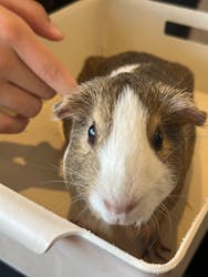 Moff animal cafe 小田原ダイナシティ店に投稿された画像（2025/11/29）