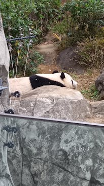 恩賜上野動物園に投稿された画像（2025/11/29）