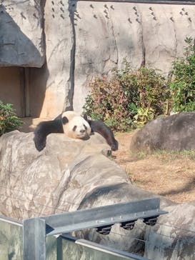 恩賜上野動物園に投稿された画像（2025/11/29）