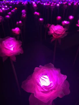 東京メガイルミに投稿された画像（2025/11/29）