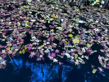 ぼちぼちアドベンチャーすそのに投稿された画像（2025/11/29）