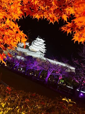 Himeji Castle of Light『DANDELION PROJECT 姫路城×NAKED, INC.』に投稿された画像（2025/11/29）