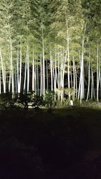 国営昭和記念公園 秋の夜散歩に投稿された画像（2025/11/29）