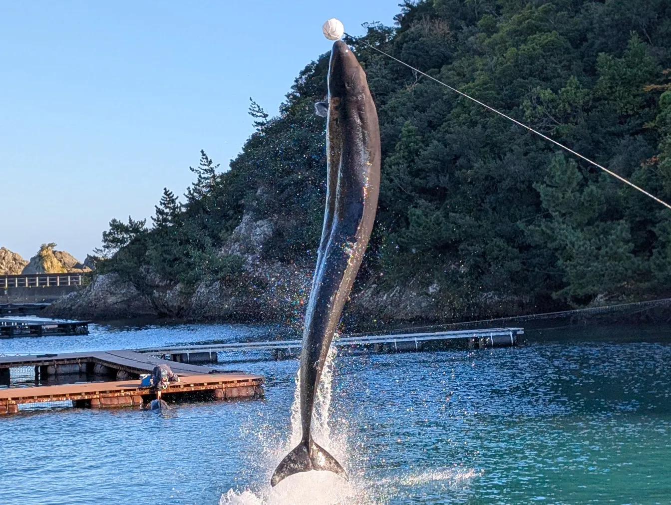 太地町立くじらの博物館の口コミ ｜施設自体は古いですが、イベント