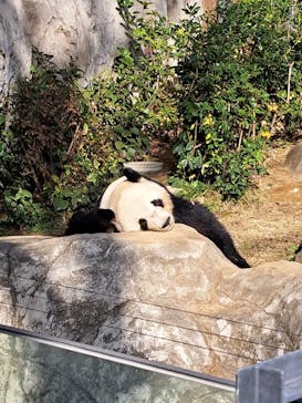 恩賜上野動物園に投稿された画像（2025/11/29）