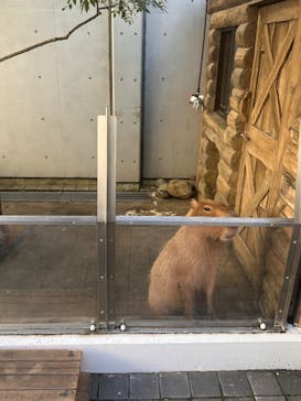 世界淡水魚園水族館　アクア・トトぎふに投稿された画像（2025/11/29）