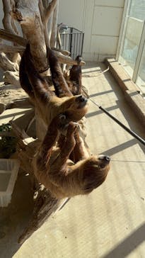 霞ケ浦 どうぶつとみんなのいえに投稿された画像（2025/11/29）