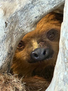 霞ケ浦 どうぶつとみんなのいえに投稿された画像（2025/11/29）