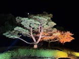 国営昭和記念公園 秋の夜散歩に投稿された画像（2025/11/29）