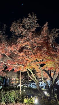 国営昭和記念公園 秋の夜散歩に投稿された画像（2025/11/29）