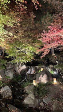 国営昭和記念公園 秋の夜散歩に投稿された画像（2025/11/29）