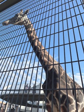 霞ケ浦 どうぶつとみんなのいえに投稿された画像（2025/11/29）