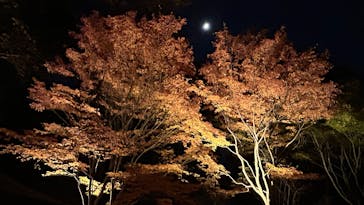 六義園に投稿された画像（2025/11/29）