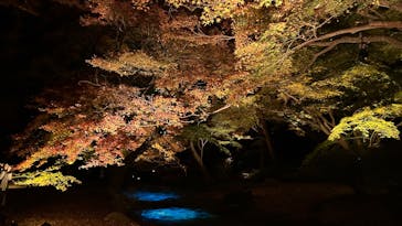 六義園に投稿された画像（2025/11/29）