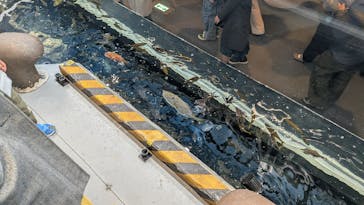 しながわ水族館に投稿された画像（2025/11/29）