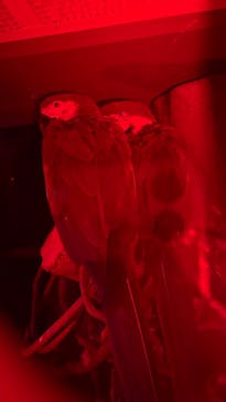 世界淡水魚園水族館　アクア・トトぎふに投稿された画像（2025/11/29）