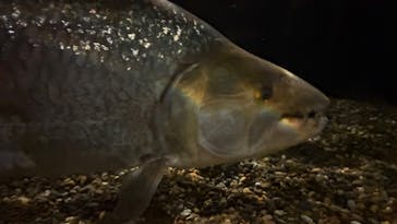 世界淡水魚園水族館　アクア・トトぎふに投稿された画像（2025/11/29）