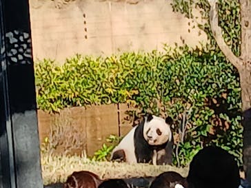 恩賜上野動物園に投稿された画像（2025/11/29）