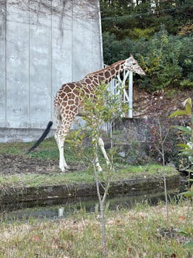 名古屋市東山動植物園に投稿された画像（2025/11/29）
