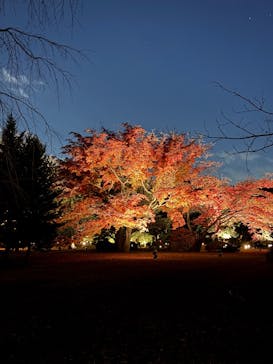 六義園に投稿された画像（2025/11/29）