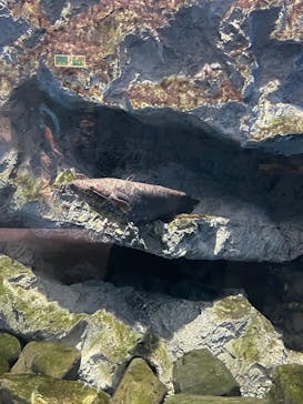 滋賀県立琵琶湖博物館に投稿された画像（2025/11/29）