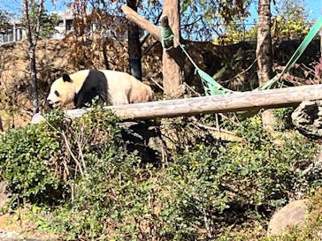 恩賜上野動物園に投稿された画像（2025/11/29）