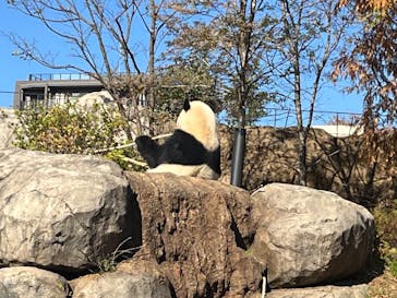 恩賜上野動物園に投稿された画像（2025/11/29）