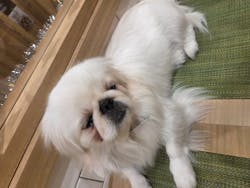 いぬカフェRio 浅草店に投稿された画像（2025/11/29）