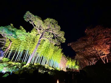 国営昭和記念公園 秋の夜散歩に投稿された画像（2025/11/29）