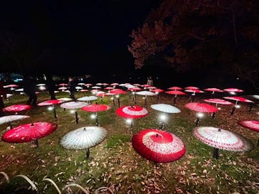 国営昭和記念公園 秋の夜散歩に投稿された画像（2025/11/29）