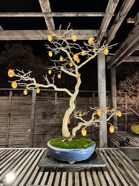 国営昭和記念公園 秋の夜散歩に投稿された画像（2025/11/29）