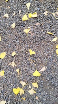 新宿御苑に投稿された画像（2025/11/29）