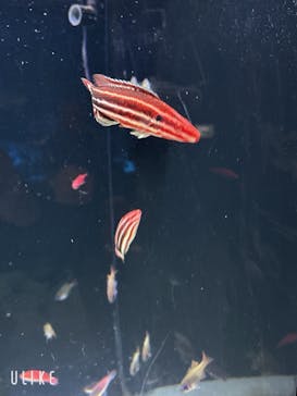 マクセル アクアパーク品川に投稿された画像（2025/11/29）