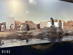 マクセル アクアパーク品川に投稿された画像（2025/11/29）