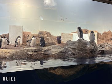 マクセル アクアパーク品川に投稿された画像（2025/11/29）