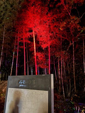 ニジゲンノモリに投稿された画像（2025/11/29）