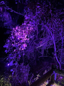 ニジゲンノモリに投稿された画像（2025/11/29）