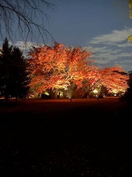 六義園に投稿された画像（2025/11/29）