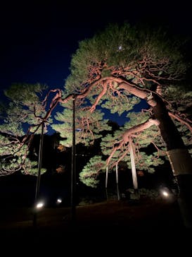 六義園に投稿された画像（2025/11/29）